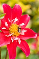 Bumble bee collecting pollen from dahlia