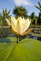 Nymphea - Yellow water lily