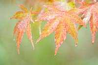 Acer palmatum - Japanese Maple
