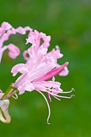 Nerine bowdenii - Bowden Lily