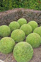 Buxus microphylla - Small-Leaved Box clipped into balls. 