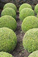 Buxus microphylla - Small-Leaved Box clipped into balls.
