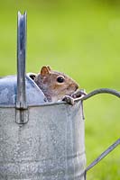 Sciurus carolinensis - Grey squirrel looking out from inside metal watering can.
