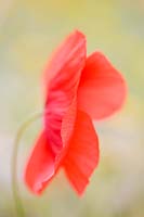 Papaver rhoeas - Common Poppy 