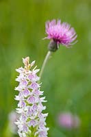 Dactylorhiza 'Maculata' - Heath spotted orchid with Cirsium dissectum - Meadow Thistle behind. 