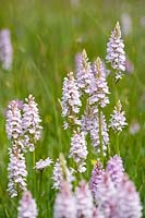 Dactylorhiza maculata - Heath Spotted-orchid
