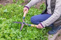 Woman cutting green manure on raised mound with shears - hugel kultur