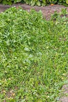 Cut green manure with clippings left on raised mound - hugel kultur