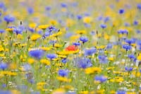 Cultivated wildflower meadow with cornflower, corn marigold and single poppy