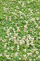 Trifolium repens - White Clover