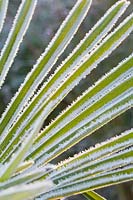 Trachycarpus 'Fortunei' - Frosted leaves of chusan palm