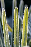 Trachycarpus 'Fortunei' -- Frosted leaves of chusan palm