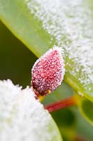 Rhododendron with frosted leaves and bud. 