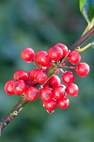 Ilex aquifolium berries