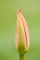 Tulipa - Tulip bud