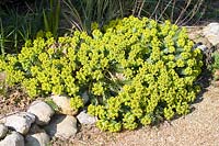 Euphorbia myrsinites - Broad-Leaved Glaucous Spurge