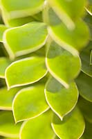 Euphorbia myrsinites - Broad-Leaved Glaucous Spurge