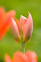 Tulipa 'Orange Emperor' - Tulip 'Orange Emperor'