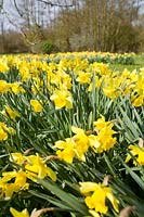 Narcissus - Daffodil
