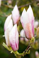 Magnolia in bud. 