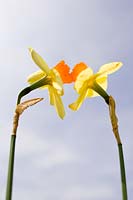 Narcissus 'Red Devon' - Daffodil 'Red Devon'
