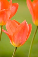 Tulipa 'Orange Emperor' - Tulip 'Orange Emperor'