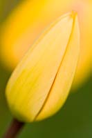 Tulipa - Tulip 