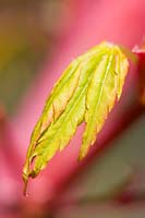 Acer palmatum 'Sango-kaku' - Coral-Bark Maple
 