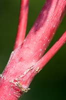 Acer palmatum 'Sango-kaku' - Coral-Bark Maple
 