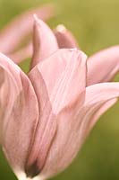 Tulipa 'Burgundy' - Lily-Flowered Tulip
