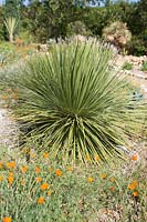 Dasylirion serratifolium in desert garden