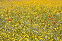 Papaver rhoeas - Common poppy with cornflower and corn marigold in wildflower meadow. 