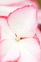 Hydrangea macrophylla 'Love You Kiss' - Hydrangea 'Love You Kiss'
