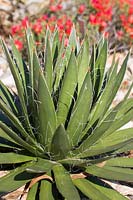 Agave parviflora - Small-flowered Agave
