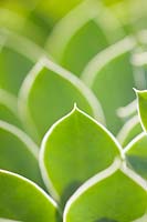 Euphorbia myrsinites - Leaves