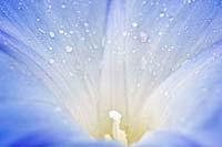Ipomoea spent flower - Morning 'Glory' - 'Heavenly Blue'