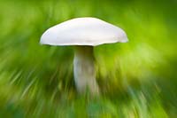 Agaricus bisporus - Common mushroom