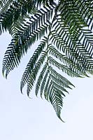 Dicksonia antarctica - Underside of tree fern leaf