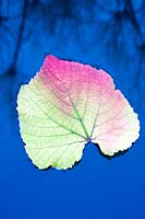 Vitis cognetiea - 'Autumn' vine leaf floating in pond