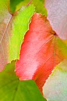 Vitis cognetiea - 'Autumn' vine leaf