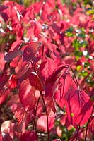 Cornus - Red dogwood leaves 