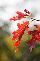 Quercus coccinea - 'Autumn' leaves