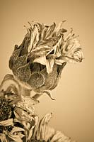 Helianthus annus -  faded sunflower