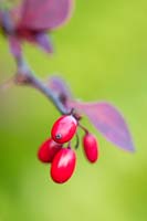 Berberis thunbergii - 'Autumn' berries