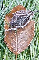 Frosted leaves on garden lawn. 