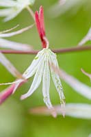Acer palmatum 'Ukigumo' - Japanese Maple 'Ukigumo'