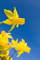 Narcissus 'Tete a Tete' - Daffodil 'Tete a Tete'