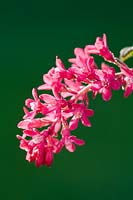 Ribes sanguineum - Flowering currant