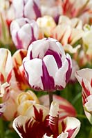 Tulipa - Old fashioned broken tulips