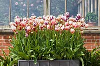 Tulipa - Old fashioned broken tulips in container in front of glasshouse.